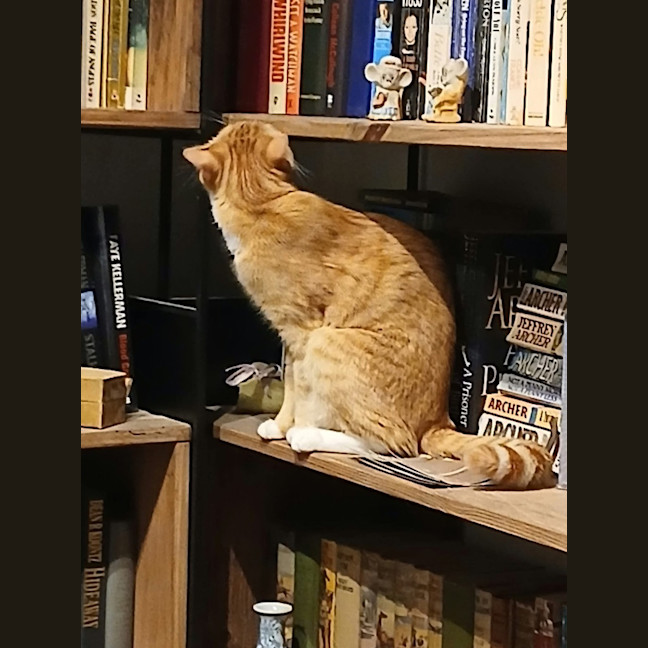 Photo of Clementine 