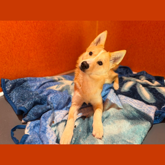 Photo of Flareon Imp 1323