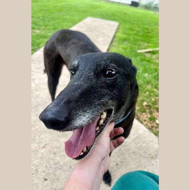 Photo of Sakura, The Greyound