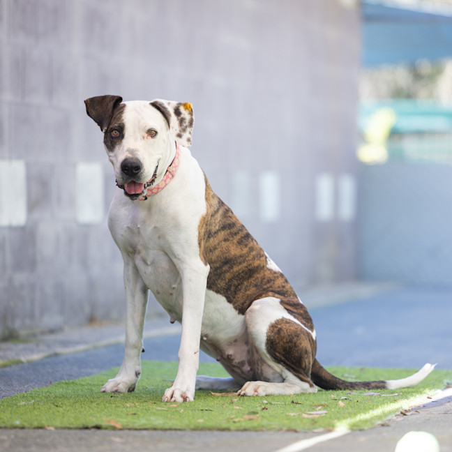 Photo of Roxy