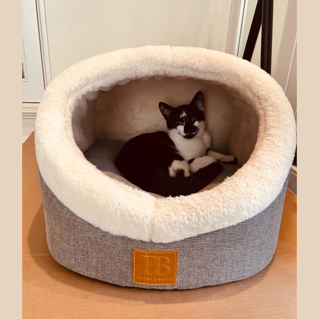 Photo of Bailey Junior