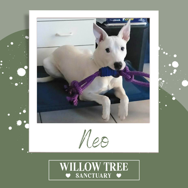 Photo of Neo