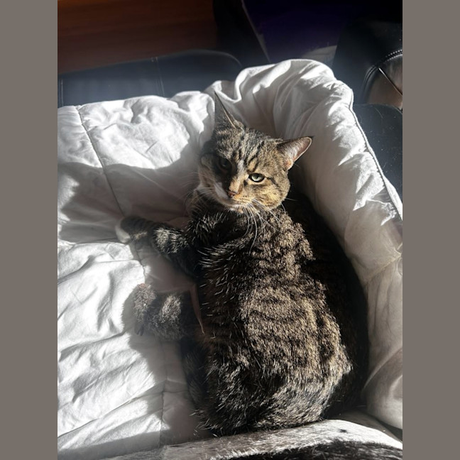 Photo of Major Sta013081