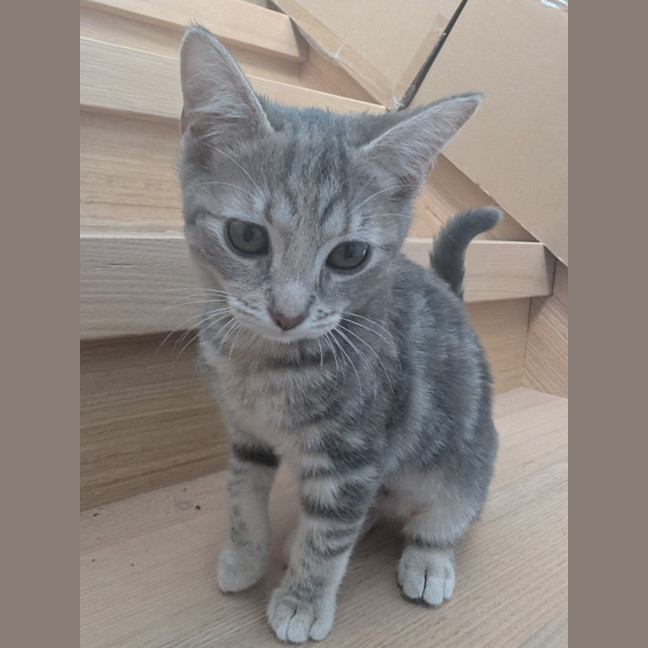 Photo of Ash Wednesday 🩶