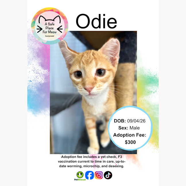 Photo of Odie