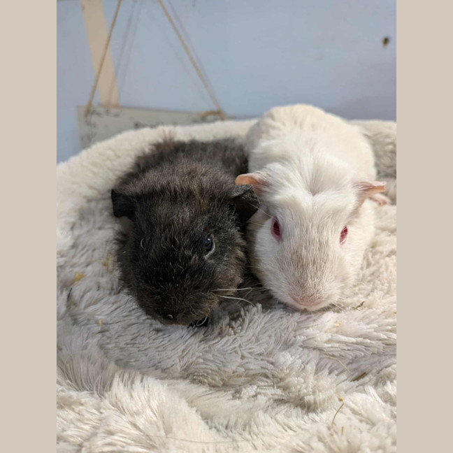 Photo of Ghost & Patrick