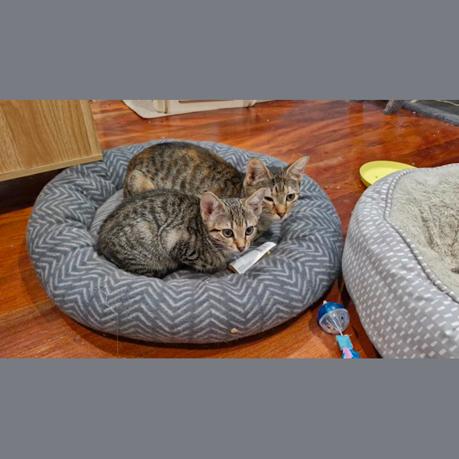 Photo of Olive 