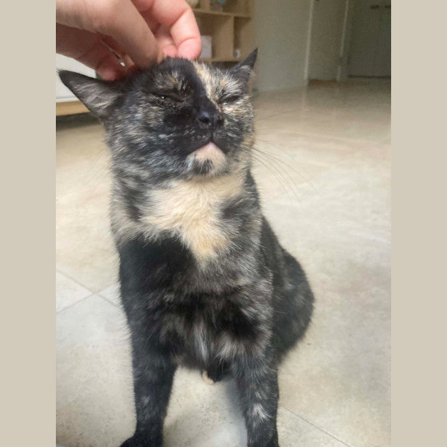 Photo of Chirp Side Park Shopping Centre