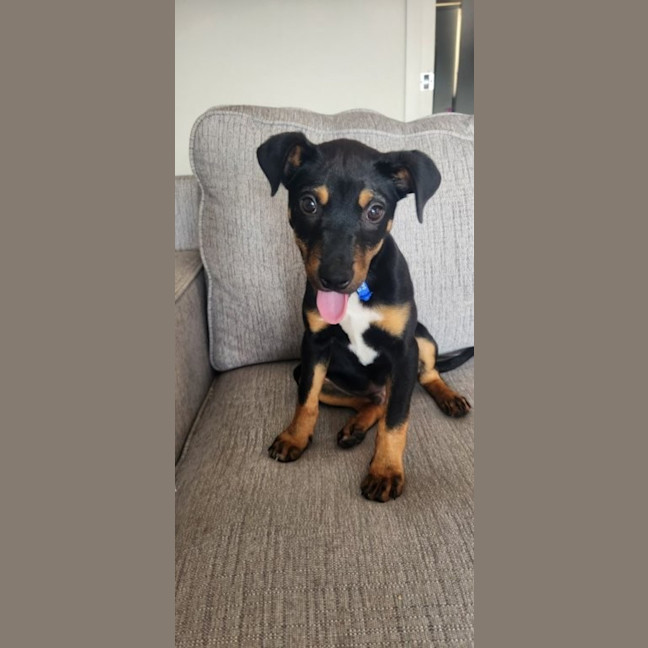 Photo of Pablo   5 Month Old Kelpie X Jack Russell