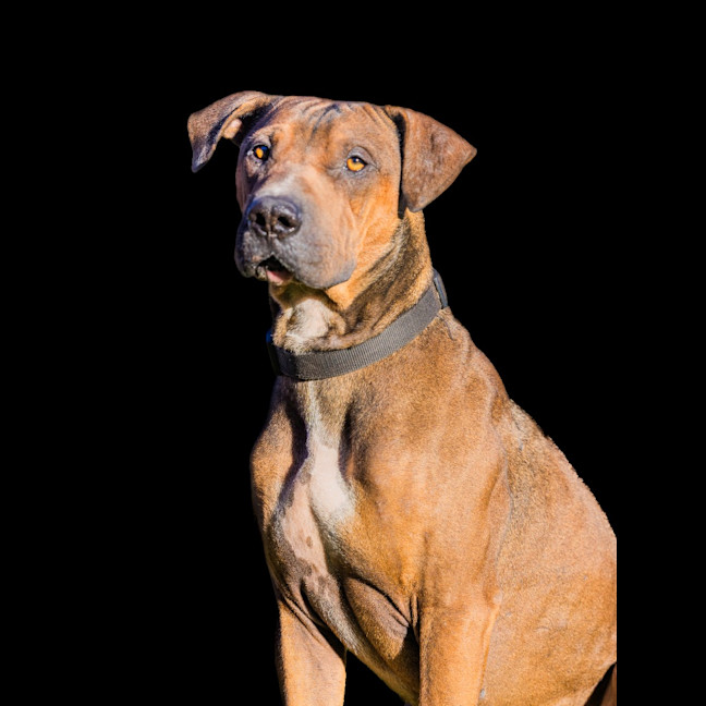 Photo of Milo