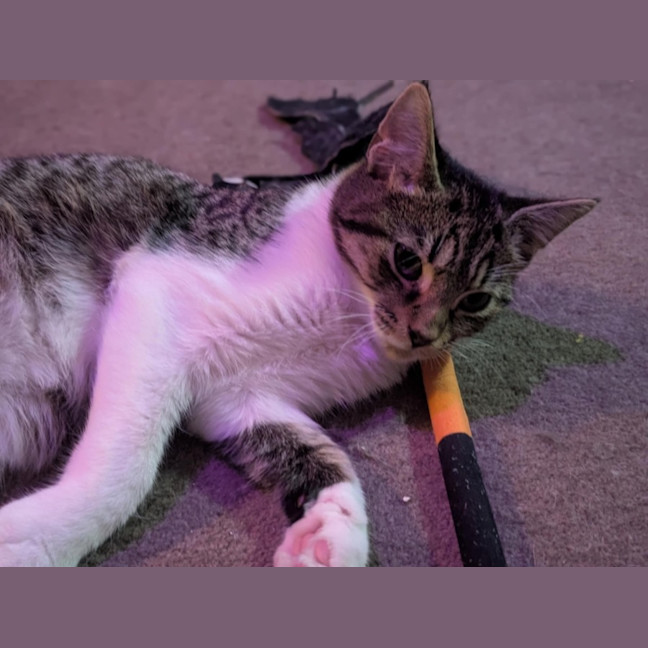 Photo of Atlas **2nd Chance Cat Rescue**