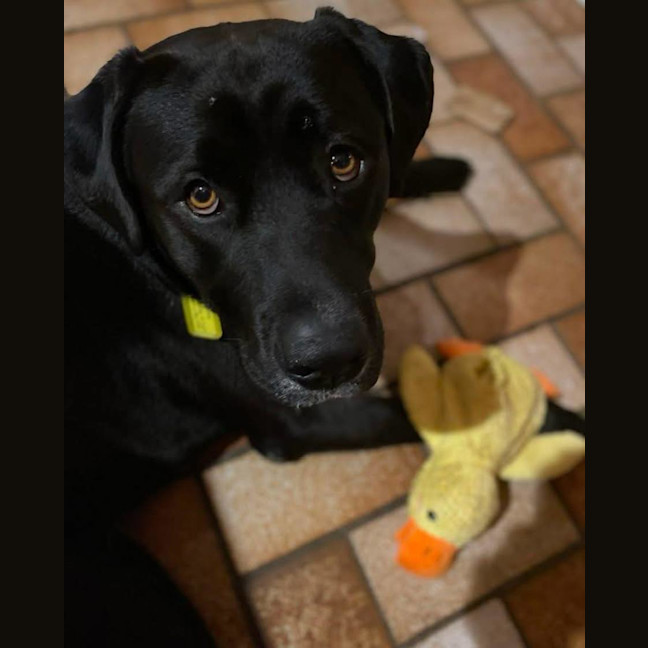 Photo of Loki