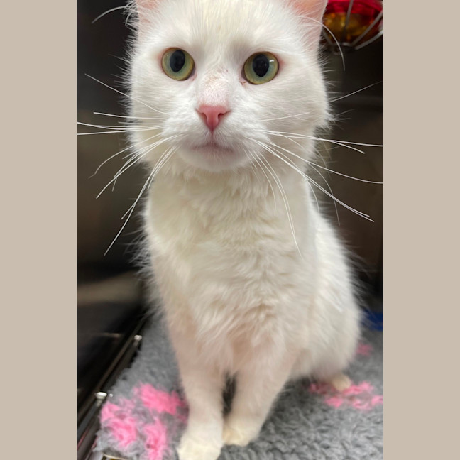 Photo of Marshmallow