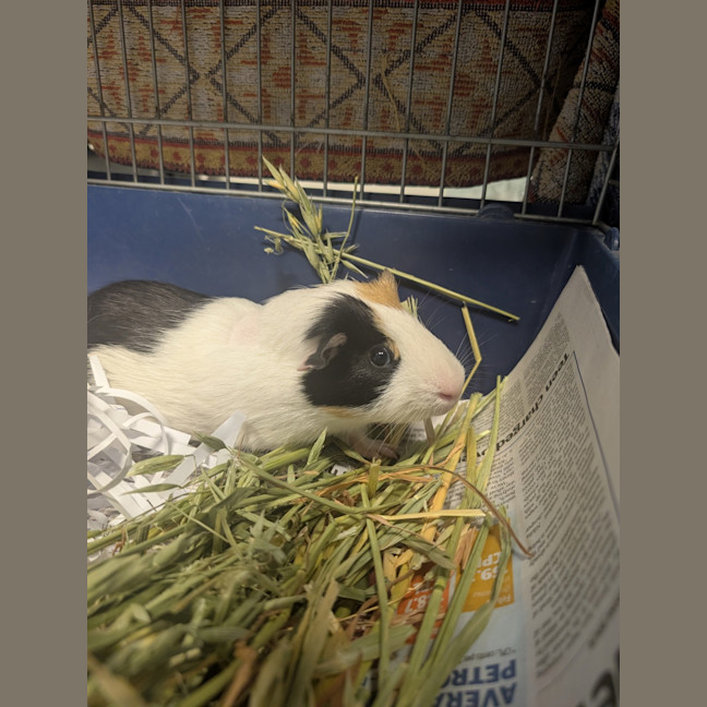 Photo of Stitch