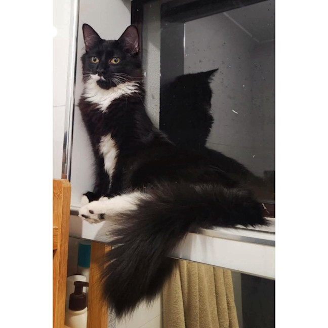 Photo of 11343   Windex