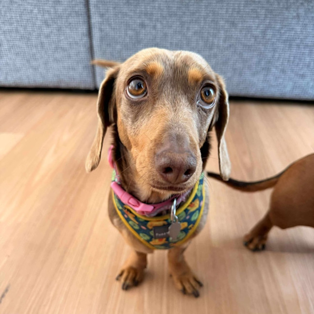 Photo of Lola