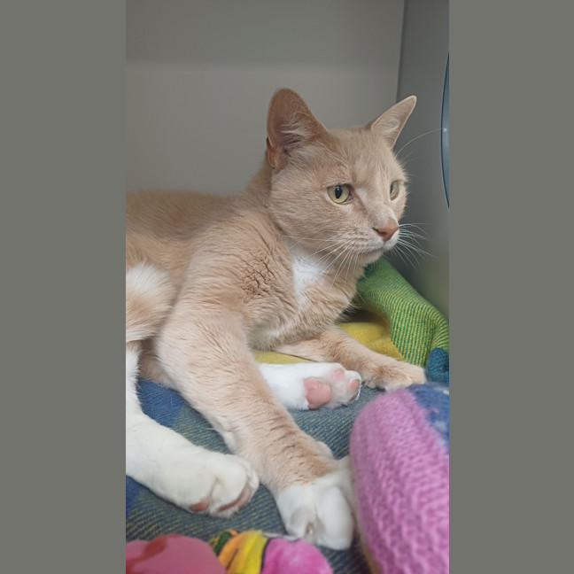 Photo of Pumba