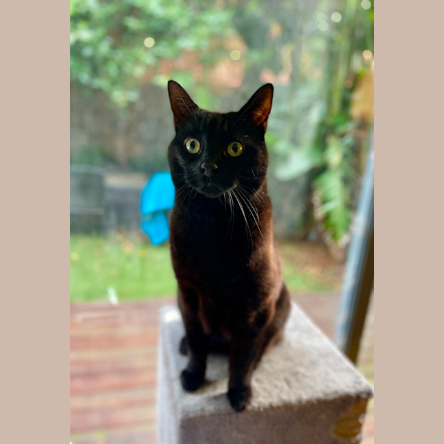 Photo of Nuzzlington