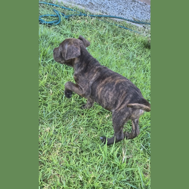 Photo of Koopa