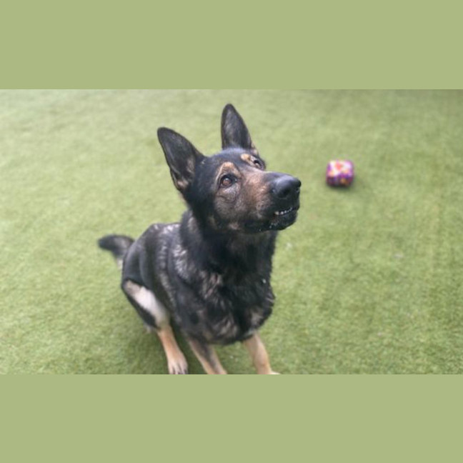 Photo of Dodger