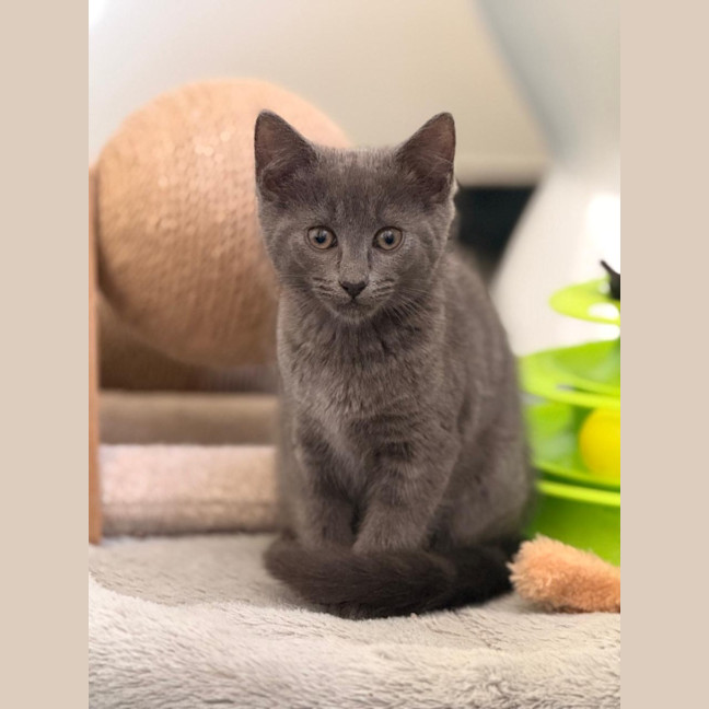 Photo of Rocket