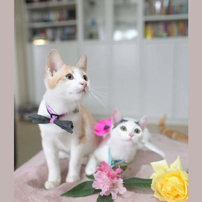 Photo of 🫒 Olive And Cinnamon 🧡