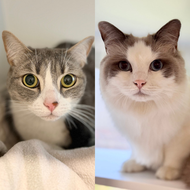 Photo of Chitta & Jigo