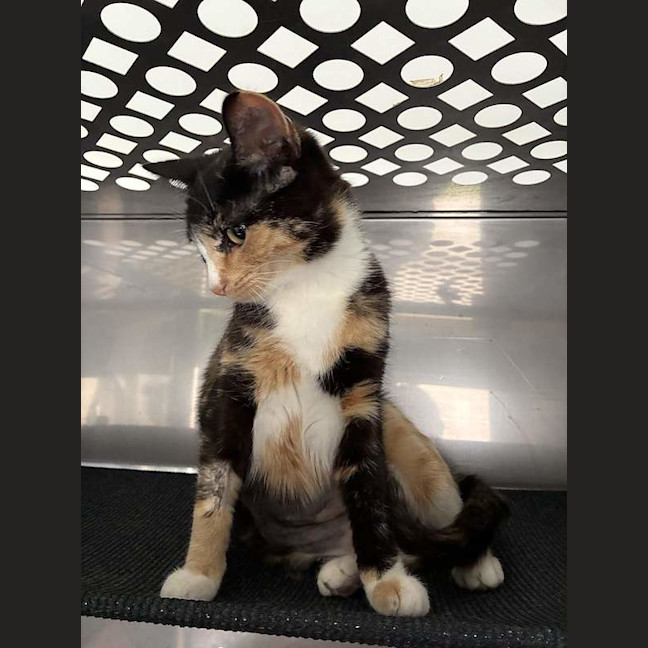 Photo of Primrose