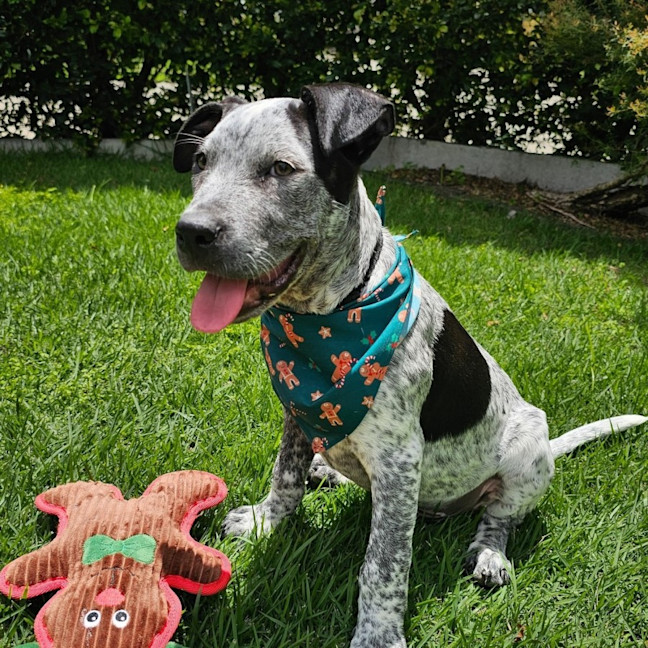 Photo of Wallace