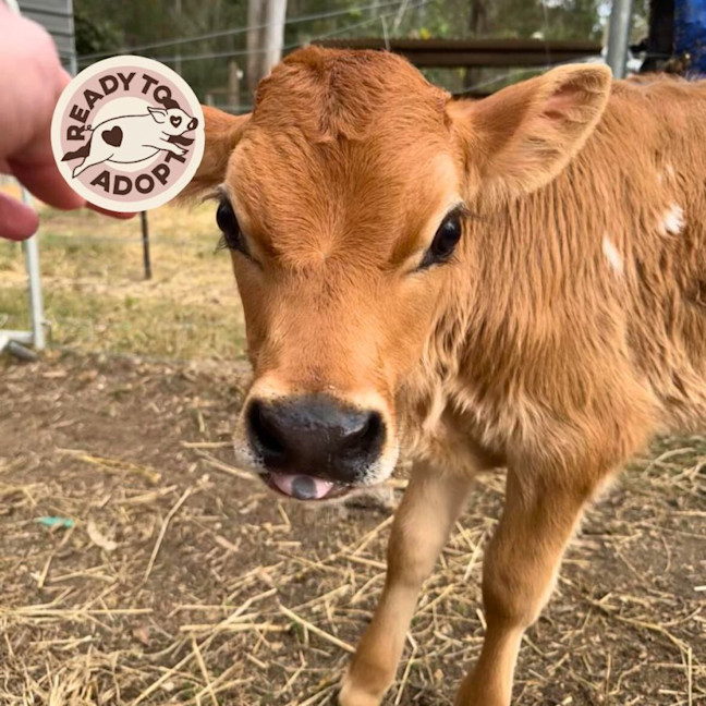 Photo of Willow, Xyris, And Zephyr