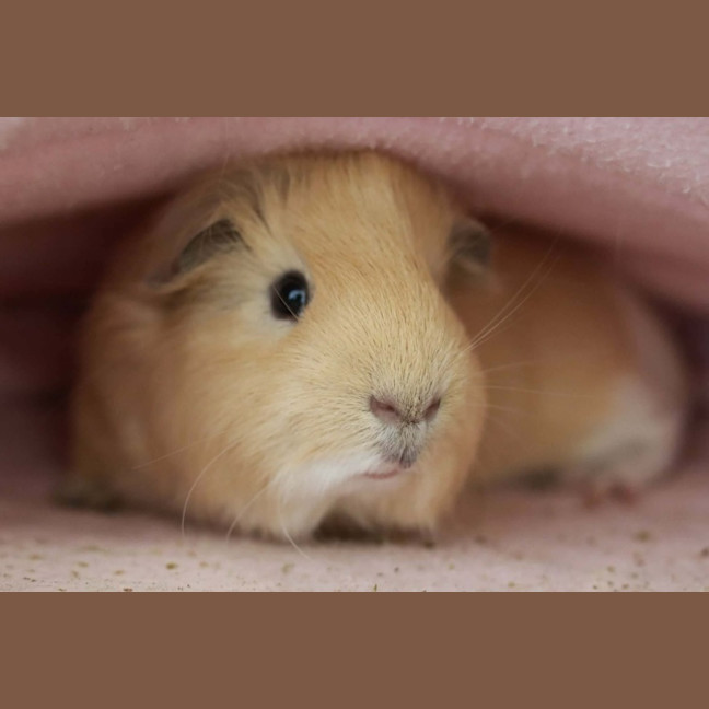 Photo of Waffles & Pancake