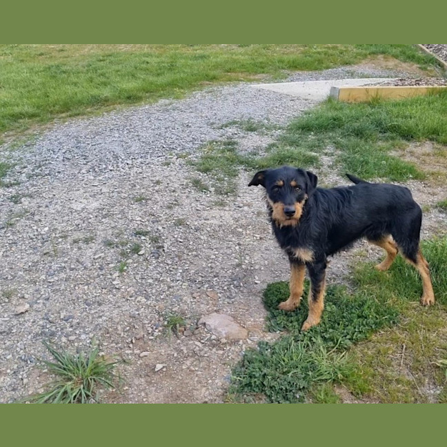 Photo of Rotti