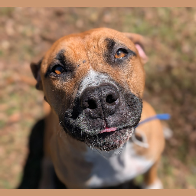 Photo of Honey