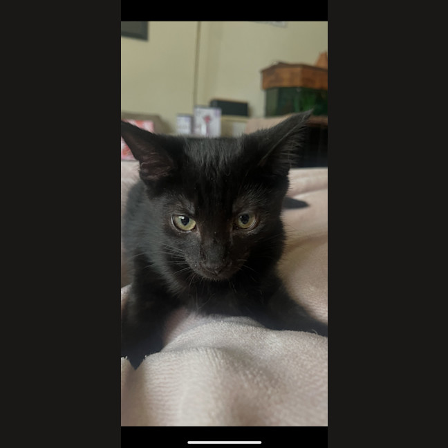 Photo of Luna