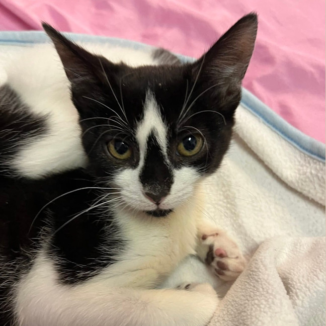 Photo of Diamond