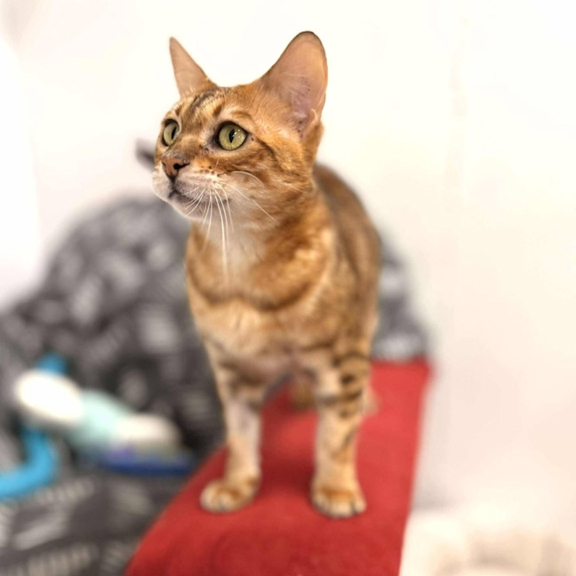 Photo of Clover   Located In Keilor Downs