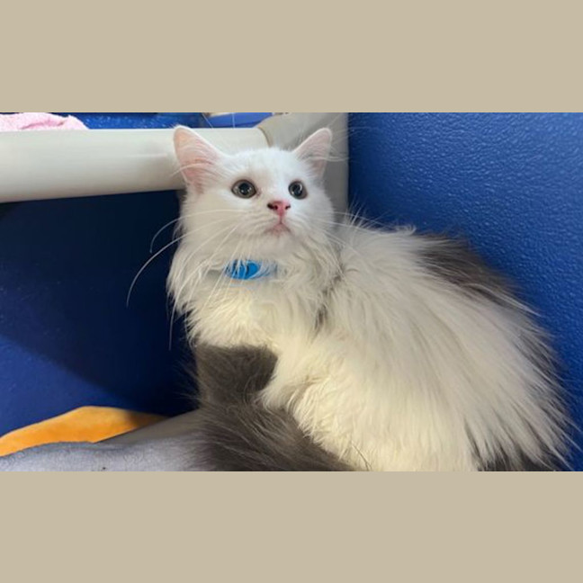 Photo of Penelope