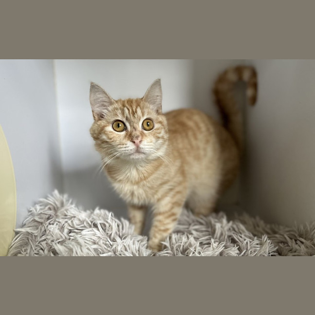 Photo of Woody