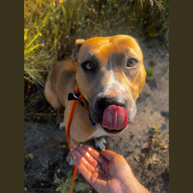 Photo of Tina   2.5 Year Old Staffy (On Trial)