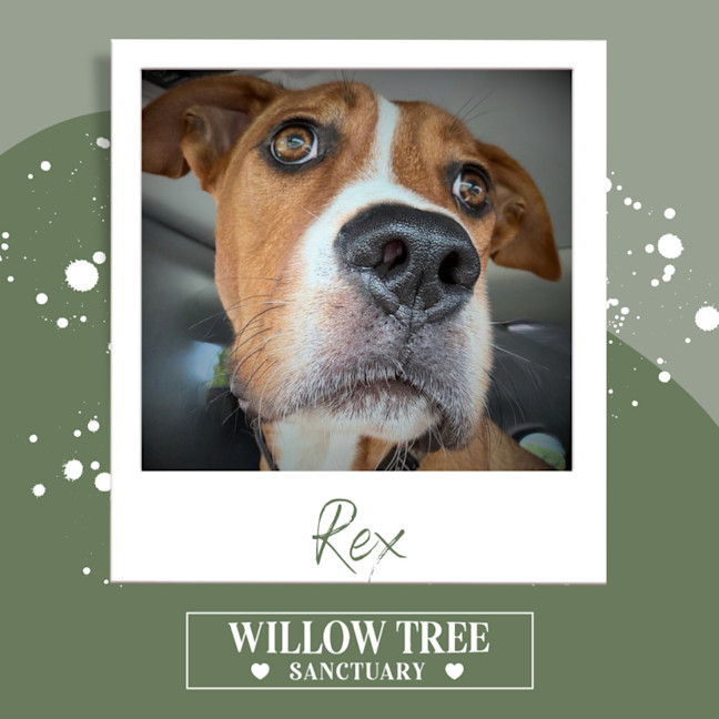 Photo of Rex
