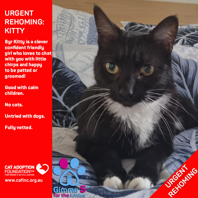Photo of Kitty Private Rehoming No Charge!