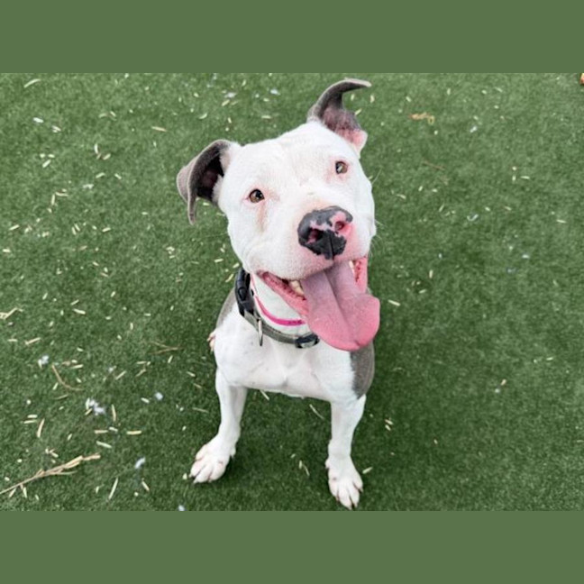 Photo of Shenzi Imp 2987