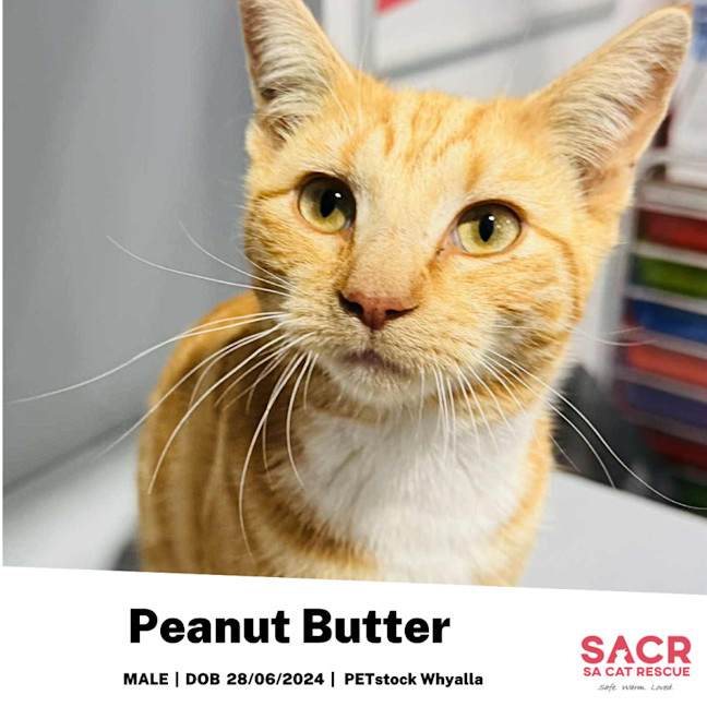 Photo of Peanut Butter