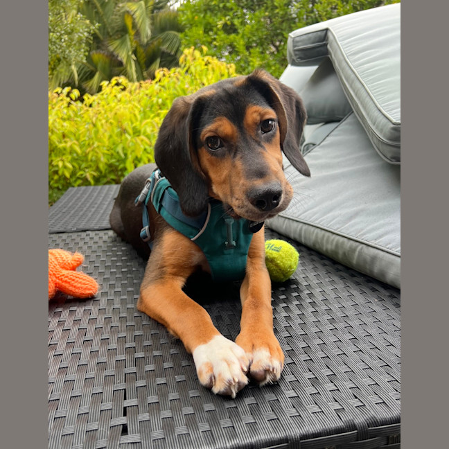 Photo of Ollie