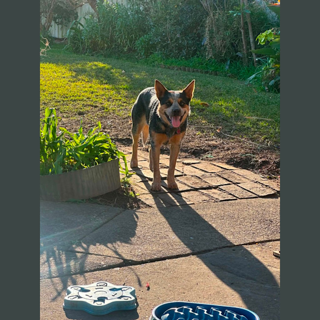 Photo of Zeek   1.5 Year Old Cattle Dog