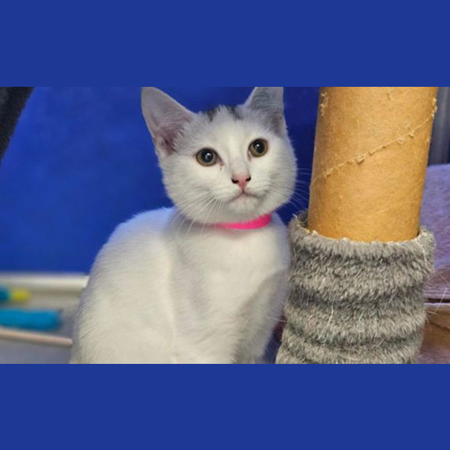 Photo of Felfel