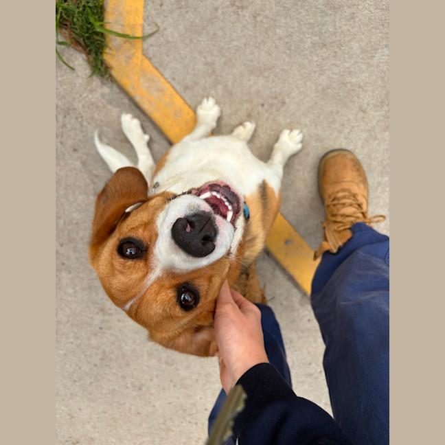 Photo of Buster