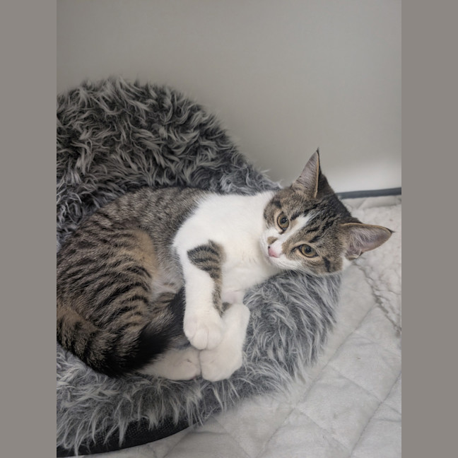 Photo of Blaze 