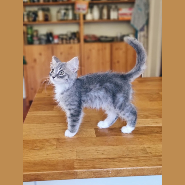 Photo of Mash   Located In Coburg