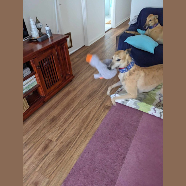 Photo of Tiger, The Greyhound